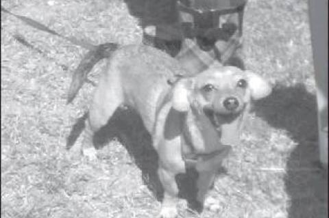 Article Image Alt Text