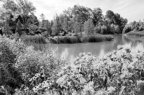 Wildflower Gardening in Oklahoma