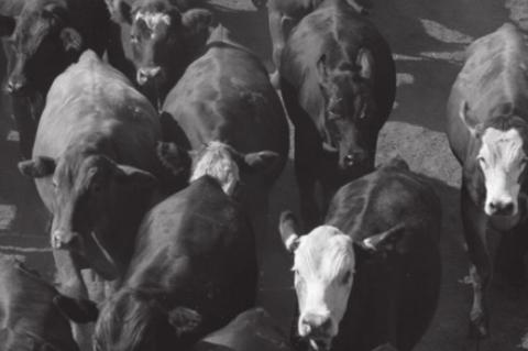 Article Image Alt Text