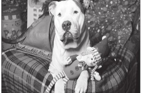 Article Image Alt Text