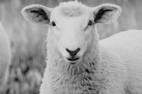 Article Image Alt Text