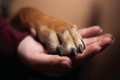 Protect Pets Both Inside and Outside The Home