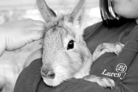 Article Image Alt Text