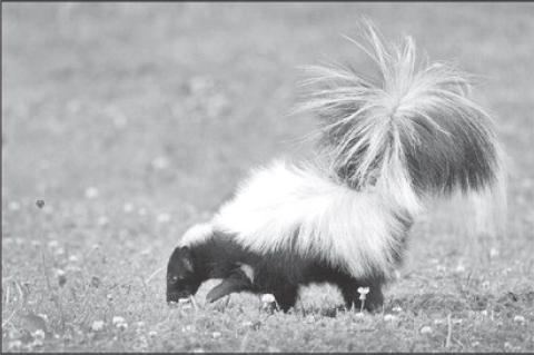 Love, And Other Skunky Stuff, Fill The Air