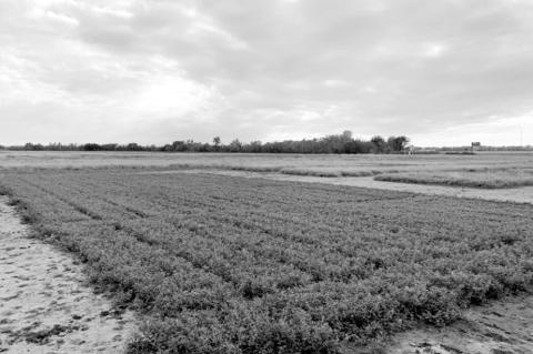 A Guide to Selecting Alfalfa Varieties