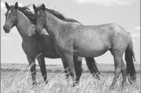 Controlling Common Internal Parasites of The Horse