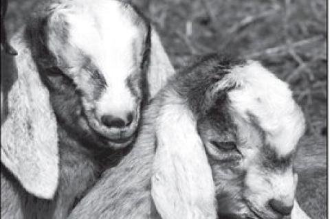 How to Prep For First Time Goat Kidding