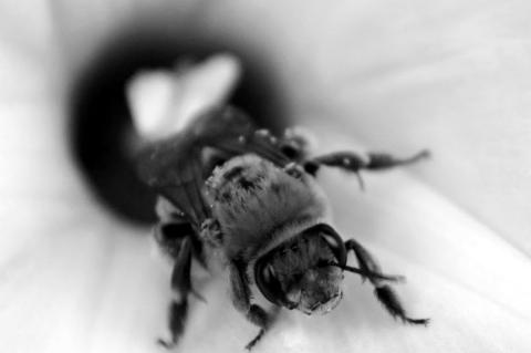 Rare Bee Detected at Cookson Wildlife Management Area in Northeastern OK