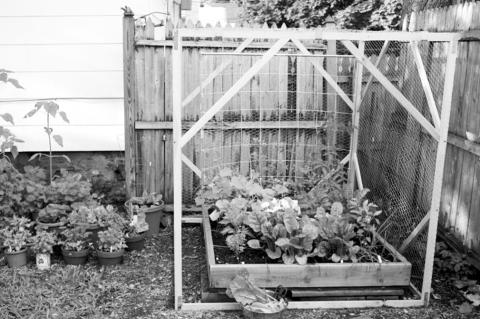String vegetables up with this DIY garden trellis design for beans, hops, peas or other crops that can maximize yield by growing vertically. (Flickr/Meghan Dougherty)