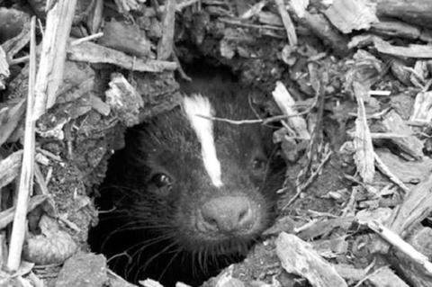 Today is World Rabies Day: Help Prevent This Disease