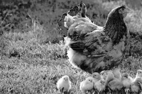 Tips And Tricks For Beginning Gardeners