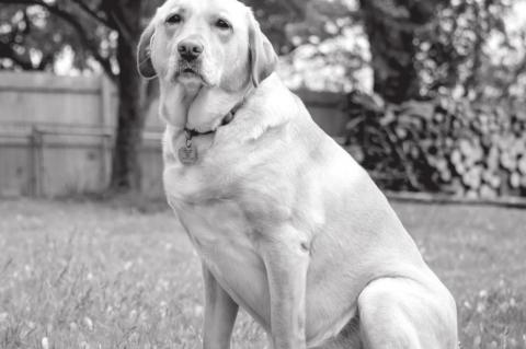 Pest Control Vital for Overall Pet Health