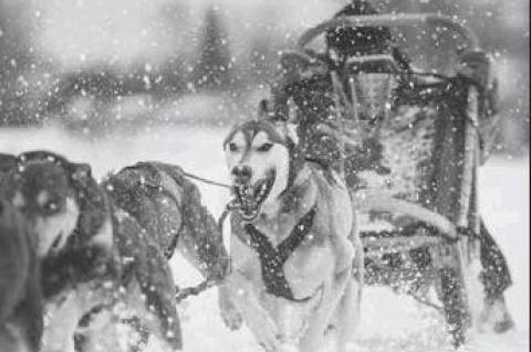 Not into Snowboarding or Skiing? Try these activities