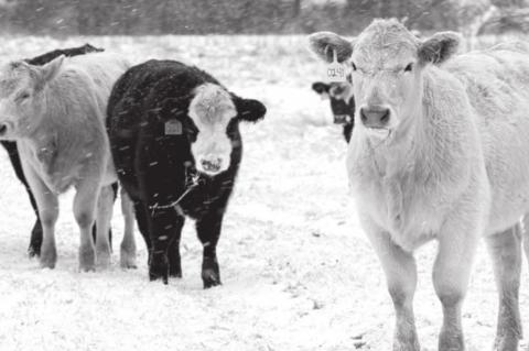 Beef Industry to Largely Weather the Effects of Mid-February Snowstorms