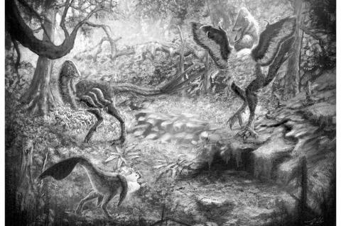 OSU-CHS Student Discovers New Dinosaur Species