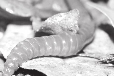 Introduce Earthworms Into The Garden