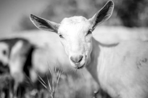 Article Image Alt Text