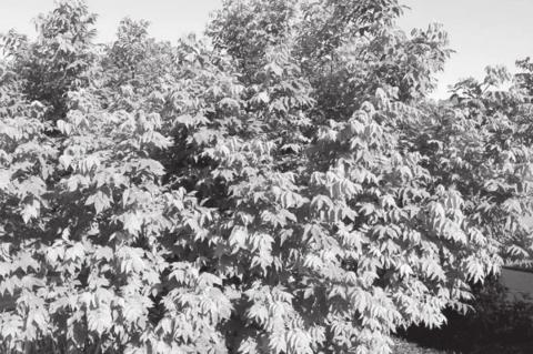 Garden Basics: Top Ten Tips For First Gardeners