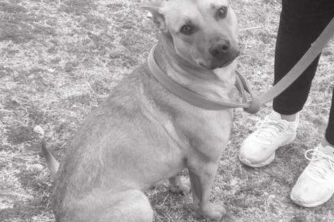 Foster Dogs Need Homes…