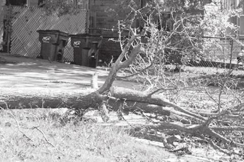 High Winds Knock Down Power Lines, Uproot Trees