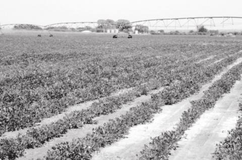 Premier Oklahoma Peanut Educational Event Going Virtual on March 25