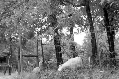 Article Image Alt Text