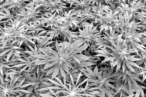 New Law Addresses Foreign Pot Growers