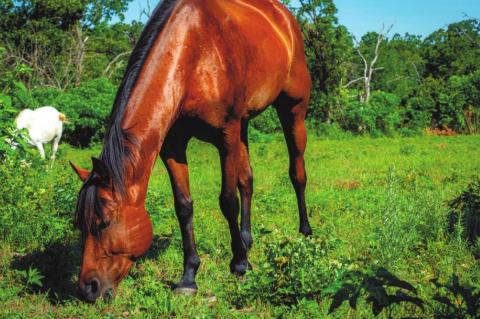 All horses should receive