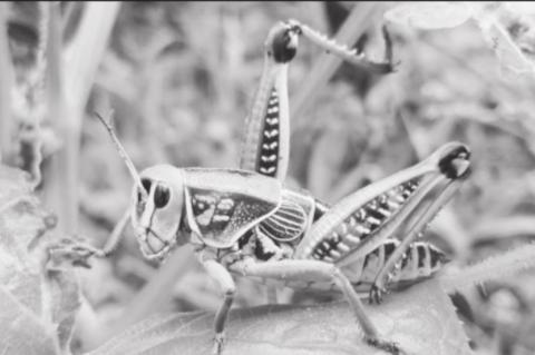 Article Image Alt Text