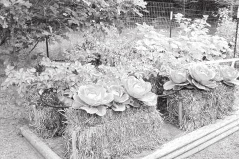 Have You Heard About Strawbale Gardening?