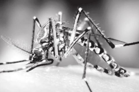 Three Techniques to Keep Mosquitoes Out of Your Backyard Oasis