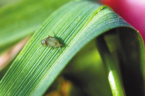 Glance-N-Go App The Best Tool For Aphid Infestation