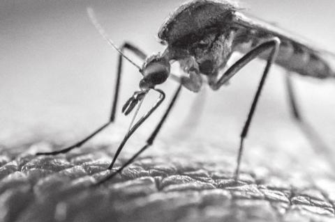Best Tips For Avoiding Summer Mosquitoes