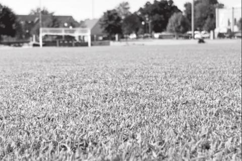 Tahoma 31 Carries on OSU Turfgrass Legacy