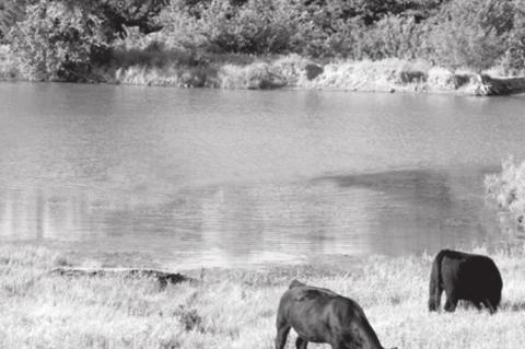 Monitor And Maintain Your Pond For Optimum Performance