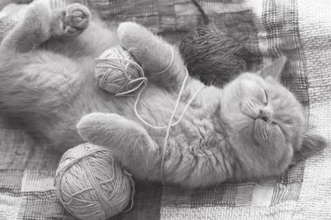 Common Cat Health Concerns