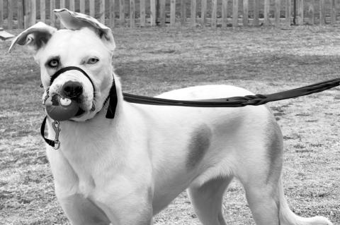 Prison Dog Program Returns With Help From OSU Vet School