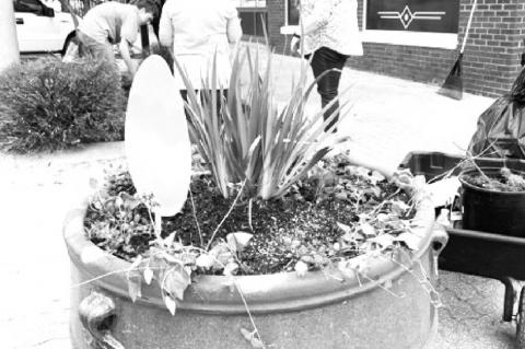 TAOS Students Dismayed Over Main Street Flower Theft