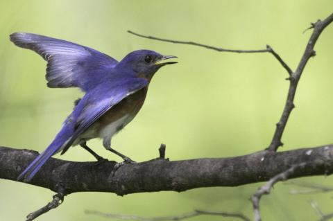 Triple-digit Heat? It’s Tough For Wildlife, Too
