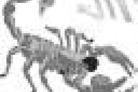 Article Image Alt Text