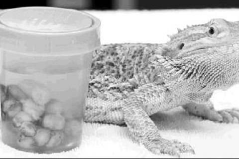 Article Image Alt Text