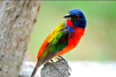 June is Prime Bird Watching Time in Oklahoma