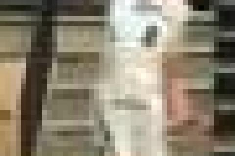 Seminole Freshmen Basketball Teams Picking up Steam