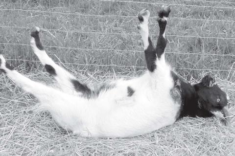 Fainting Goats Added to Oklahoma State Fair Attractions